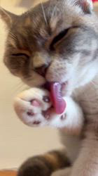 麻生敬子ブリーダーからお迎えしたスコティッシュストレート：ミーちゃん