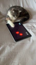 麻生敬子ブリーダーからお迎えしたスコティッシュストレート：ミーちゃん