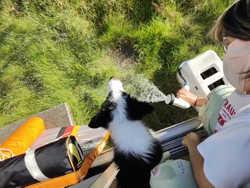 高進ブリーダーからお迎えしたボーダーコリー：ミヤちゃん