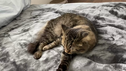 松尾幸宏ブリーダーからお迎えしたサイベリアン：パールちゃん