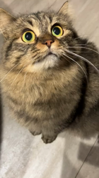 松尾幸宏ブリーダーからお迎えしたサイベリアン：パールちゃん