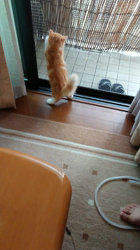 稲葉明子ブリーダーからお迎えしたマンチカン：茶々丸くん