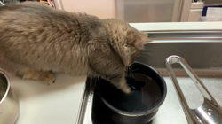 熊田貞子ブリーダーからお迎えしたマンチカン：リヤンくん