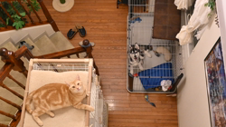 近藤雅子ブリーダーからお迎えしたシベリアンハスキー：桃太郎くん