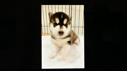 近藤雅子ブリーダーからお迎えしたシベリアンハスキー：桃太郎くん