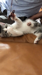 熊田貞子ブリーダーからお迎えしたマンチカン：かんたくん