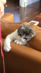 熊田貞子ブリーダーからお迎えしたマンチカン：かんたくん