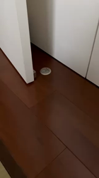 古谷淳子ブリーダーからお迎えしたミニチュアダックスフンド(ロング)：さぶろうくん