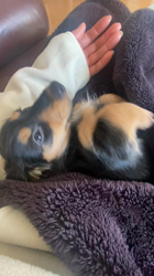 古谷淳子ブリーダーからお迎えしたミニチュアダックスフンド(ロング)：さぶろうくん