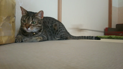 草間理恵子ブリーダーからお迎えしたエジプシャンマウ：ムーちゃん