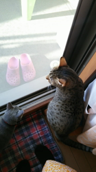 草間理恵子ブリーダーからお迎えしたエジプシャンマウ：ムーちゃん