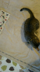 草間理恵子ブリーダーからお迎えしたエジプシャンマウ：ムーちゃん