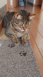 草間理恵子ブリーダーからお迎えしたエジプシャンマウ：ムーちゃん