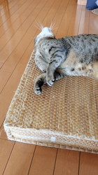 草間理恵子ブリーダーからお迎えしたエジプシャンマウ：ムーちゃん