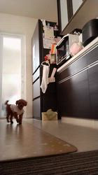 工藤明美ブリーダーからお迎えしたトイプードル：せなちゃん