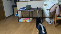 亀井武志ブリーダーからお迎えした柴犬：ハクくんくん
