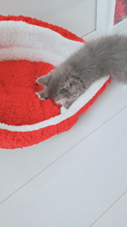 星野勉ブリーダーからお迎えしたマンチカン：Vinegarちゃん