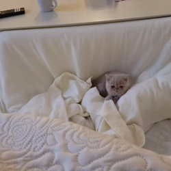 石塚由紀ブリーダーからお迎えしたエキゾチックショートヘア：ペコちゃんちゃん