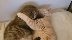 石塚由紀ブリーダーからお迎えしたエキゾチックショートヘア：ペコちゃんちゃん