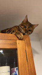 新澤龍一ブリーダーからお迎えしたベンガル：ヒカルくん