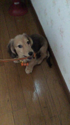 小林麻美ブリーダーからお迎えしたカニンヘンダックスフンド(ロング)：クルミ(チョコの名変更)くん