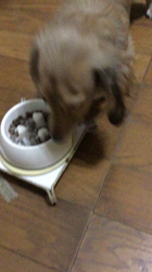 小林麻美ブリーダーからお迎えしたカニンヘンダックスフンド(ロング)：クルミ(チョコの名変更)くん