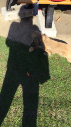 小林麻美ブリーダーからお迎えしたカニンヘンダックスフンド(ロング)：クルミ(チョコの名変更)くん