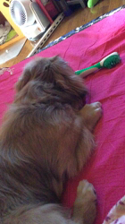 小林麻美ブリーダーからお迎えしたカニンヘンダックスフンド(ロング)：クルミ(チョコの名変更)くん