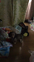 小林麻美ブリーダーからお迎えしたカニンヘンダックスフンド(ロング)：クルミ(チョコの名変更)くん