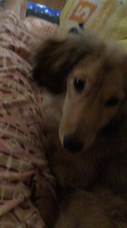 小林麻美ブリーダーからお迎えしたカニンヘンダックスフンド(ロング)：クルミ(チョコの名変更)くん