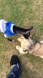 小林麻美ブリーダーからお迎えしたカニンヘンダックスフンド(ロング)：クルミ(チョコの名変更)くん