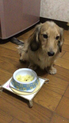 小林麻美ブリーダーからお迎えしたカニンヘンダックスフンド(ロング)：クルミ(チョコの名変更)くん