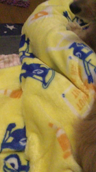 小林麻美ブリーダーからお迎えしたカニンヘンダックスフンド(ロング)：クルミ(チョコの名変更)くん