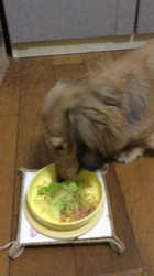 小林麻美ブリーダーからお迎えしたカニンヘンダックスフンド(ロング)：クルミ(チョコの名変更)くん