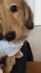 小林麻美ブリーダーからお迎えしたカニンヘンダックスフンド(ロング)：クルミ(チョコの名変更)くん