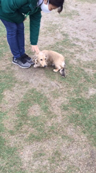 小林麻美ブリーダーからお迎えしたカニンヘンダックスフンド(ロング)：クルミ(チョコの名変更)くん