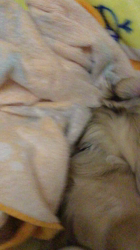 小林麻美ブリーダーからお迎えしたカニンヘンダックスフンド(ロング)：クルミ(チョコの名変更)くん