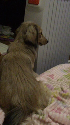 小林麻美ブリーダーからお迎えしたカニンヘンダックスフンド(ロング)：クルミ(チョコの名変更)くん