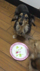 小林麻美ブリーダーからお迎えしたカニンヘンダックスフンド(ロング)：クルミ(チョコの名変更)くん