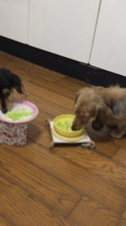 小林麻美ブリーダーからお迎えしたカニンヘンダックスフンド(ロング)：クルミ(チョコの名変更)くん