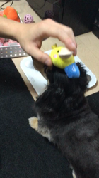 小林麻美ブリーダーからお迎えしたカニンヘンダックスフンド(ロング)：クルミ(チョコの名変更)くん