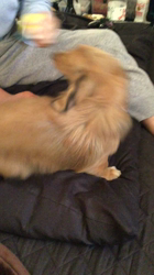 小林麻美ブリーダーからお迎えしたカニンヘンダックスフンド(ロング)：クルミ(チョコの名変更)くん