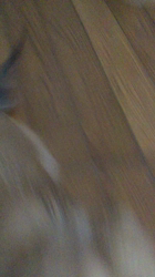 小林麻美ブリーダーからお迎えしたカニンヘンダックスフンド(ロング)：クルミ(チョコの名変更)くん