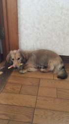 小林麻美ブリーダーからお迎えしたカニンヘンダックスフンド(ロング)：クルミ(チョコの名変更)くん