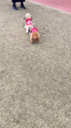 小林麻美ブリーダーからお迎えしたカニンヘンダックスフンド(ロング)：クルミ(チョコの名変更)くん