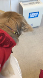 小林麻美ブリーダーからお迎えしたカニンヘンダックスフンド(ロング)：クルミ(チョコの名変更)くん