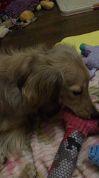 小林麻美ブリーダーからお迎えしたカニンヘンダックスフンド(ロング)：クルミ(チョコの名変更)くん