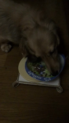 小林麻美ブリーダーからお迎えしたカニンヘンダックスフンド(ロング)：クルミ(チョコの名変更)くん