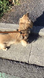 小林麻美ブリーダーからお迎えしたカニンヘンダックスフンド(ロング)：クルミ(チョコの名変更)くん