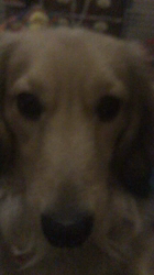 小林麻美ブリーダーからお迎えしたカニンヘンダックスフンド(ロング)：クルミ(チョコの名変更)くん